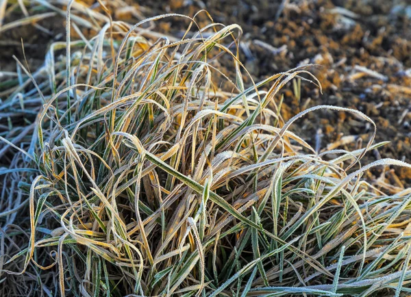 Eisiges Blatt der Pflanze auf dem Feld — Stockfoto