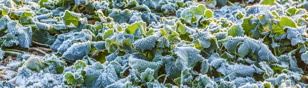 Folha gelada de planta no campo — Fotografia de Stock