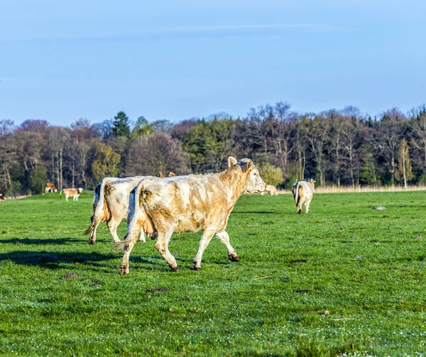 Cows at the meadow — Stock Photo, Image