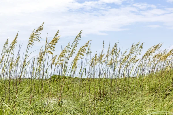 Reed grass at the dune — Stock Photo, Image