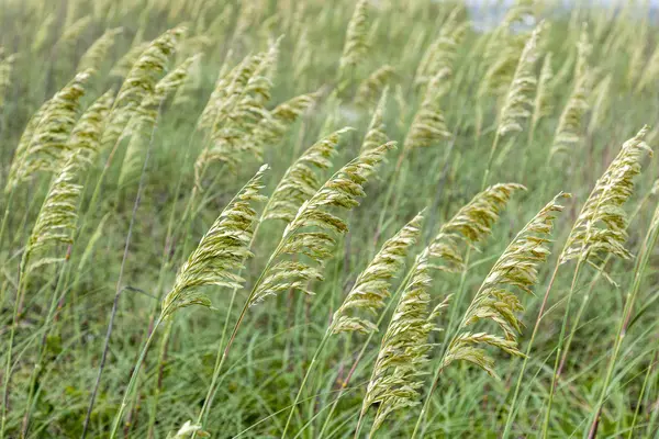 Pasto de caña en la duna — Foto de Stock