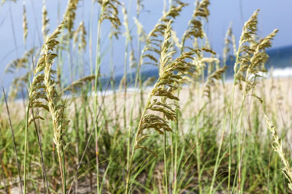 Herbe de roseau à la dune — Photo