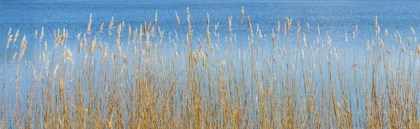 Reed gras op de opstuwing — Stockfoto