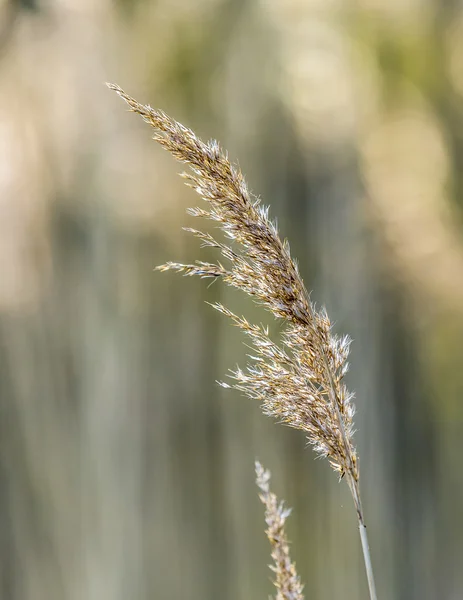 Gouden oren van gras — Stockfoto