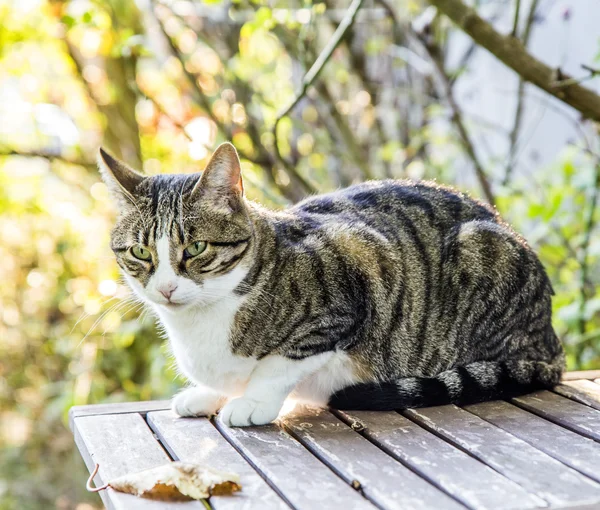 Cat with blue eyes sitting on wooden table against green summer — Stock Photo, Image