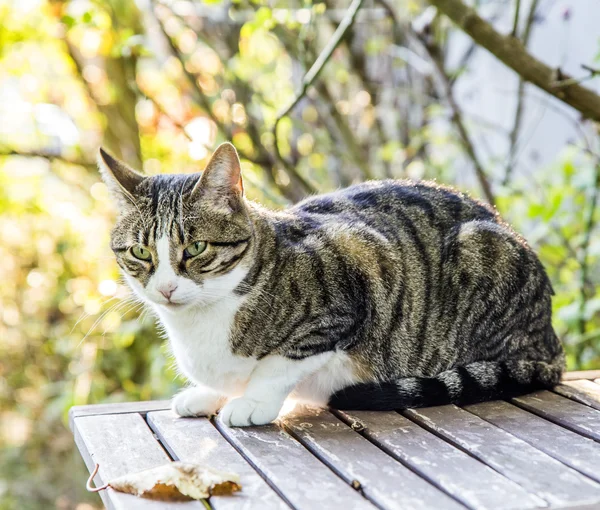 Katt med blå øyne sittende på trebord mot grønn sommer – stockfoto