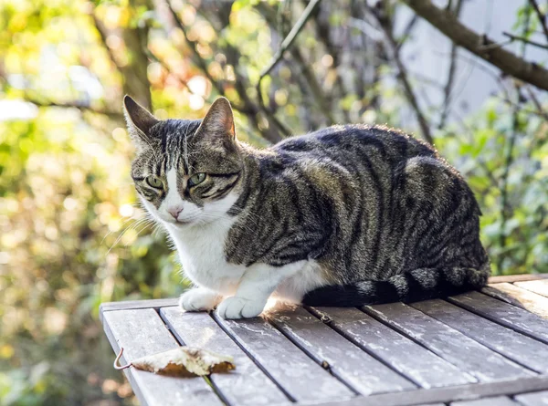 Kot z niebieskimi oczami siedząc na drewnianym stole przeciwko zielone lato — Zdjęcie stockowe