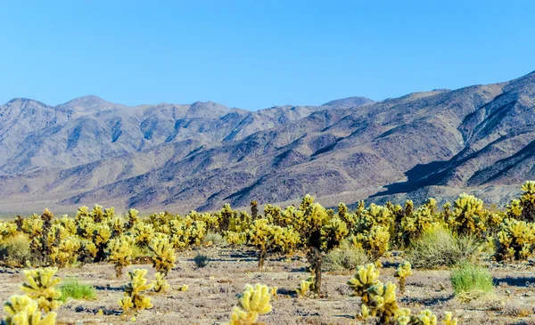 Cholla kaktusträdgård i joshua tree national park — Stockfoto