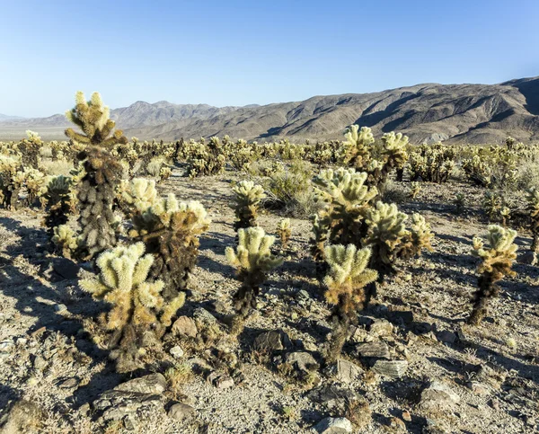 Cholla cactustuin in joshua tree national park — Stockfoto