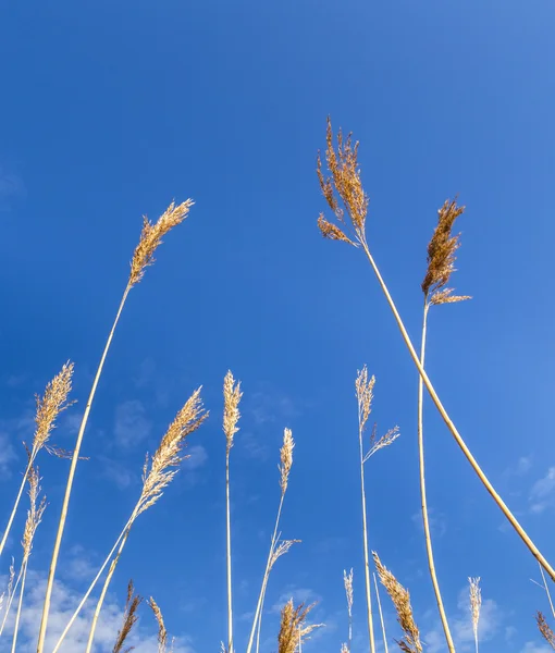 Reed tráva pod modrou oblohou — Stock fotografie