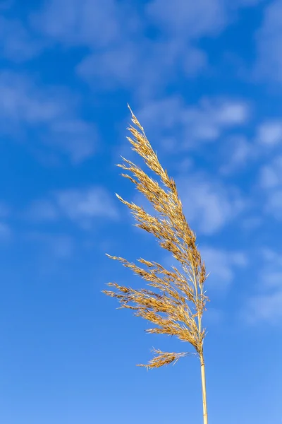 Тростниковая трава под голубым небом — стоковое фото
