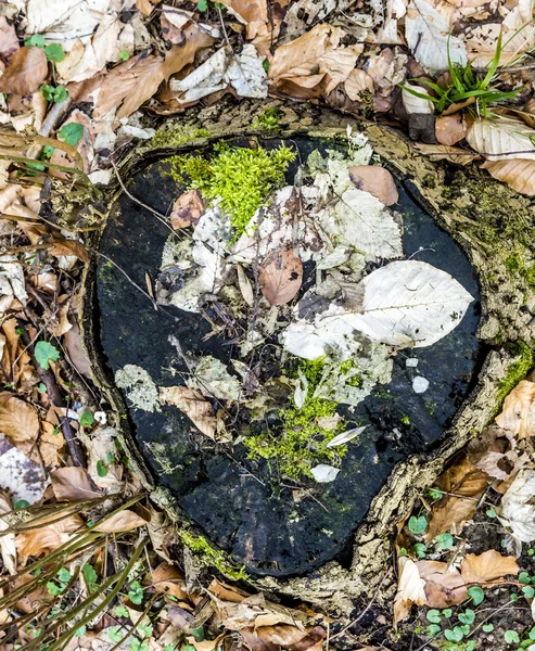 Leaves in autumn at the ground  with old tree stump — Stock Photo, Image