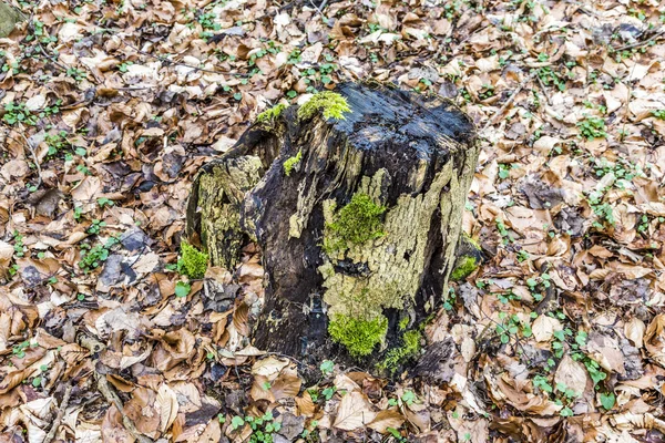 Lämnar i höst på marken med gammal stubbe — Stockfoto
