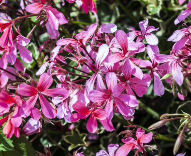 Çayırda kırmızı storksbills