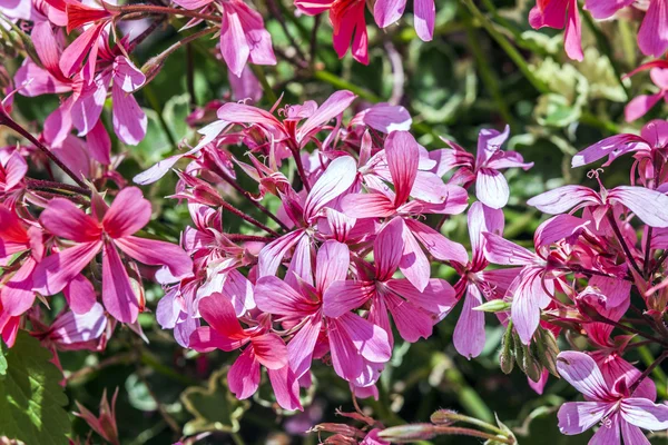 Red storksbills in the meadow — Stock Photo, Image