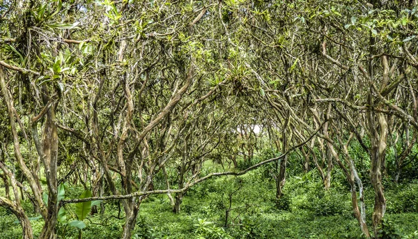 Giungla verde in equador — Foto Stock