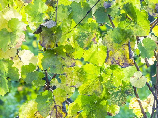 Folhas de uva, close-up — Fotografia de Stock