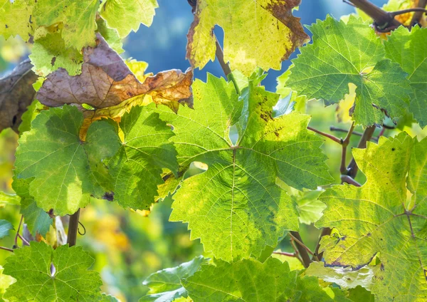 Folhas de uva, close-up — Fotografia de Stock