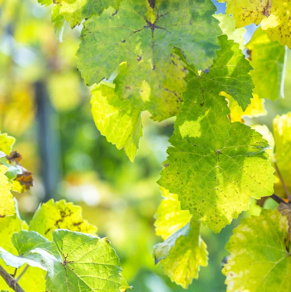 Folhas de uva, close-up — Fotografia de Stock