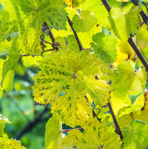 Folhas de uva, close-up — Fotografia de Stock