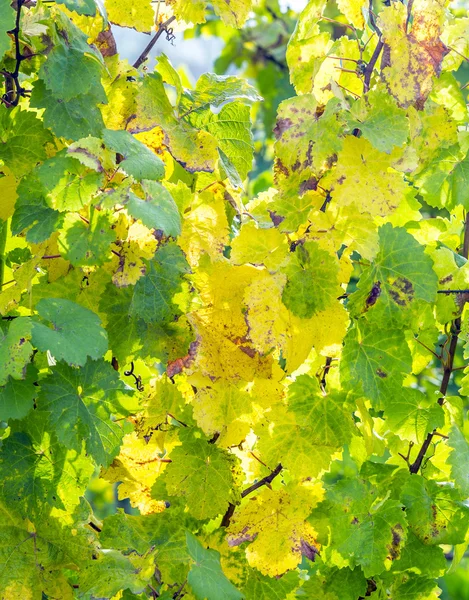 Grape leaves, close-up — Stock Photo, Image