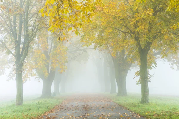 Sis sokakta ağaçları sonbaharda ile — Stok fotoğraf