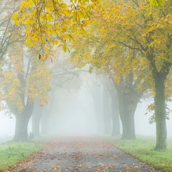Aleja we mgle z drzewa jesienią — Zdjęcie stockowe