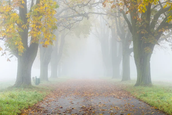 Аллея в тумане с деревьями осенью — стоковое фото