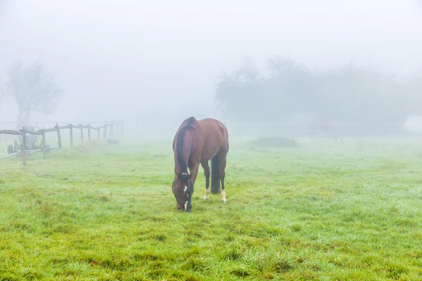 Caballos en el prado en la niebla — Foto de Stock