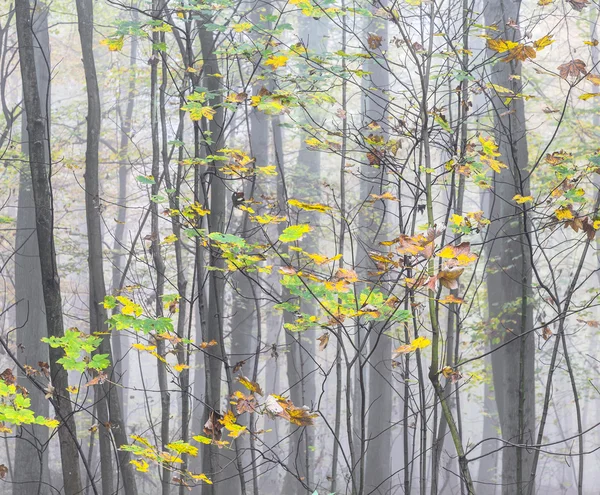Detalle de los árboles en el bosque brumoso —  Fotos de Stock