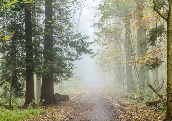 Detail of trees in foggy forest — Stock Photo, Image