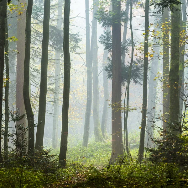 Detail of trees in foggy forest — Stock Photo, Image