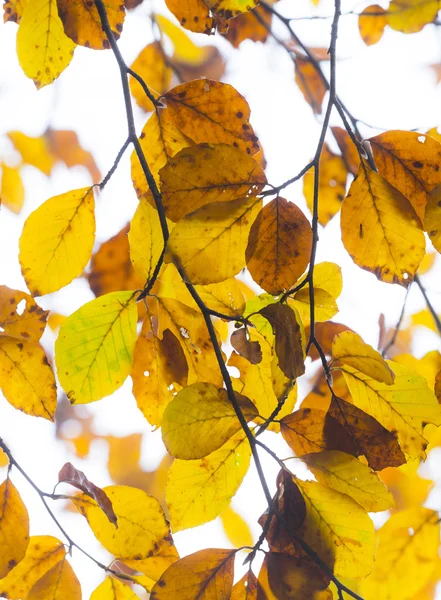 Foglie nella nebbia all'albero nei colori dell'estate indiana — Foto Stock