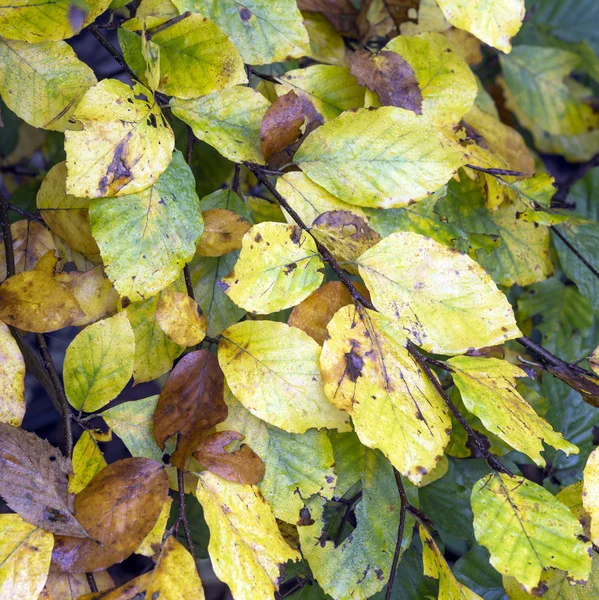 Feuilles dans le brouillard à l'arbre dans les couleurs d'été indiennes — Photo