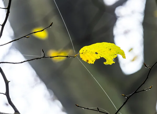 Callejón en la niebla con árboles en otoño — Foto de Stock