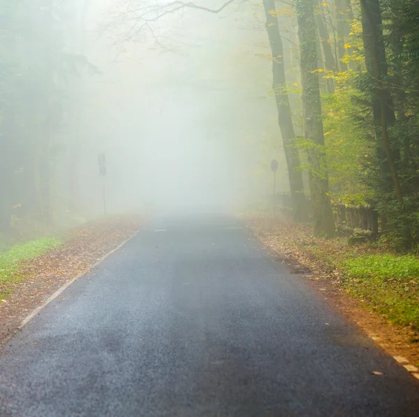 Alley in fog with trees in autumn — Stock Photo, Image