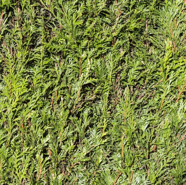 yeşil thujahecke, gizlilik, gizlilik, sınır için sembol fotoğraf