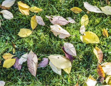 renkli düşen yapraklar yeşil çim yalan 