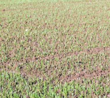 Bir alan üzerinde büyüyen buğday.
