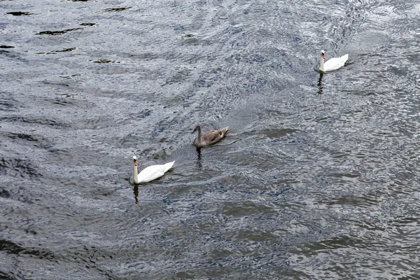 Swan with family swims at triver Rhine — Stock Photo, Image