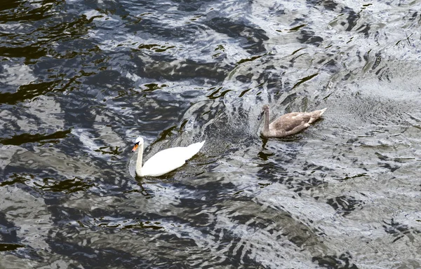 Cisne con familia nada en el tríver Rin —  Fotos de Stock