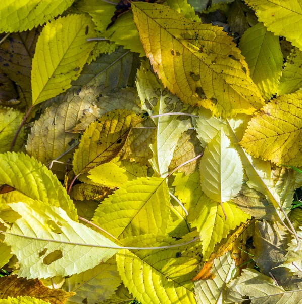 Leaves in autumn color — Stock Photo, Image