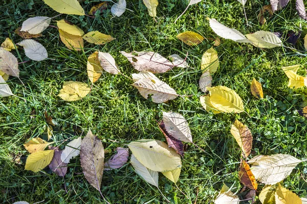 Foglie colorate cadute sdraiate nell'erba verde — Foto Stock