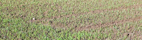 Weizenanbau auf einem Feld. — Stockfoto