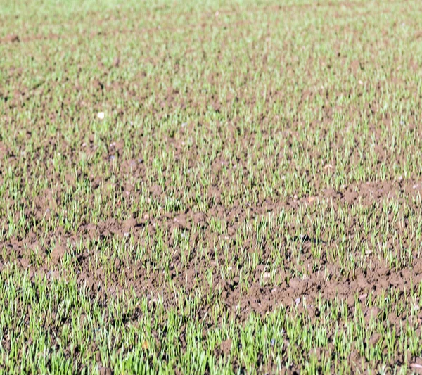 Coltivare grano su un campo . — Foto Stock