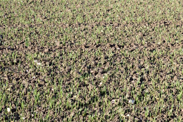 Groeiende tarwe op een veld. — Stockfoto