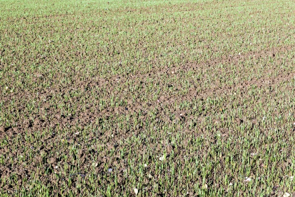 Weizenanbau auf einem Feld. — Stockfoto