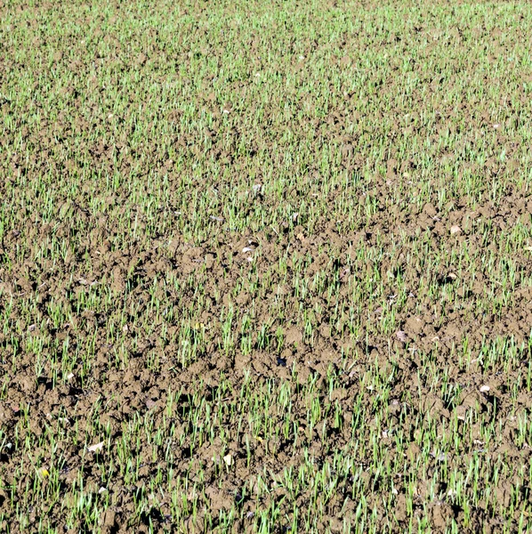 Growing wheat on a field. — Stock Photo, Image