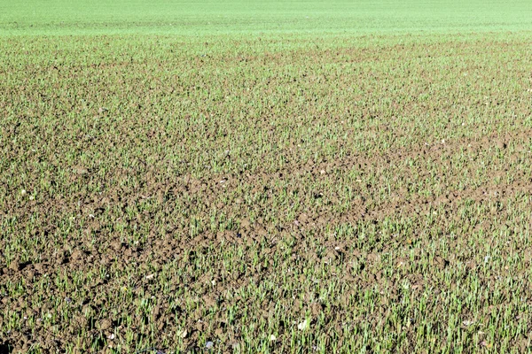 Growing wheat on a field. — Stock Photo, Image