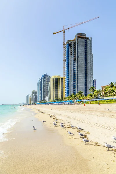 Beach in Miami with skyscrapers and birds — Stock Photo, Image